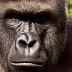 StigmaPizza's Avatar'