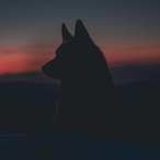WolfHasTheNorth's Avatar'
