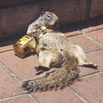 NotSquirrel's Avatar'