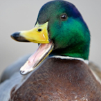 SrDuckNoodles's Avatar'