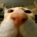 Yeeterman234556's Avatar'