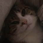 EwusKitten's Avatar'