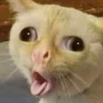 OHLYSHITTT38's Avatar'