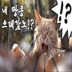 noballcat's Avatar'