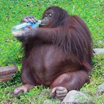HollowMonke's Avatar'