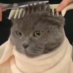 KittensDestroye's Avatar'