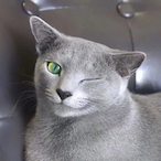 Quokka_'s Avatar'