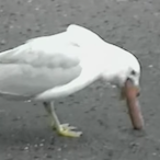 CWL.seagull's Avatar'