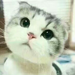 Nicenquick's Avatar'