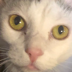 MoosterChief665's Avatar'