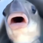 AryanLuthra's Avatar'