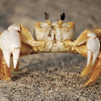 Ghost-Crab's Avatar'