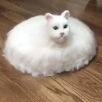 noodles___'s Avatar'