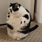 Nekochonk's Avatar'