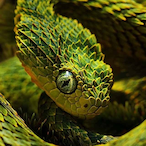 Ingerdahl's Avatar'