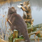 mateoscropanich's Avatar'