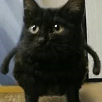 Fat._.Cat's Avatar'