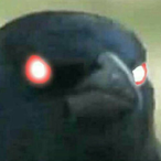 Braced_'s Avatar'