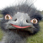 CNM-OSTRICH's Avatar'