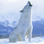 Arctic_-_Wolf's Avatar