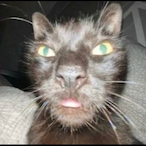 NicoNUTSSS's Avatar'
