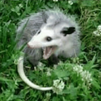 ScreamAtOwnAss's Avatar'