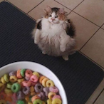 TheFatCat.'s Avatar'