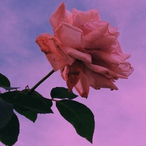 nohead.lad's Avatar'