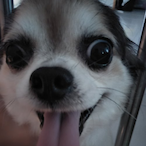 RATcontrolbrain's Avatar'