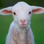 itsLambtw's Avatar'