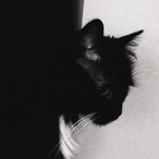 Dr_Michael_Jox's Avatar'