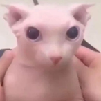evil.evelyn9002's Avatar'