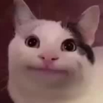 TheXavinator's Avatar'