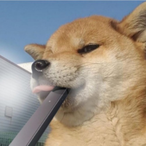 pericobagz's Avatar'