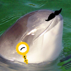losporpoise's Avatar'