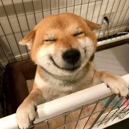 hi.ImshylinGN