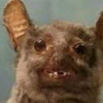 RatArmy69's Avatar'