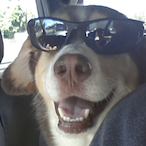 GundamX13A's Avatar'