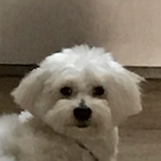 CptFrsotika's Avatar'