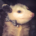 Opossumistic's Avatar'