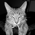I Bakeneko I's Avatar'