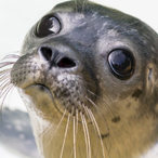 FatNorppa.'s Avatar'