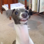aurafarmingmonke's Avatar'
