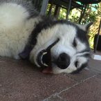 xHuskyx1993x's Avatar'