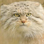 AwxPlayer_'s Avatar'