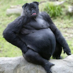 feel a loss's Avatar'