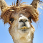 Stoned.Steezy's Avatar'