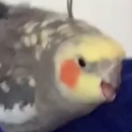 RAYTHEEBOI's Avatar'