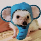 TheShadnic's Avatar'