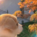 liuhan9999's Avatar'